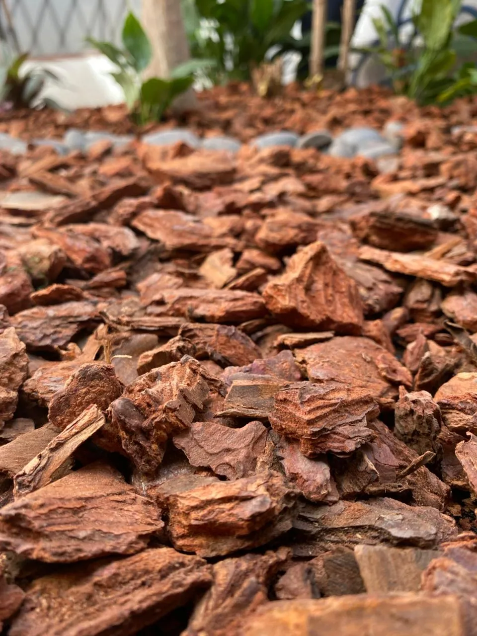 Corteza de pino natural en primer plano