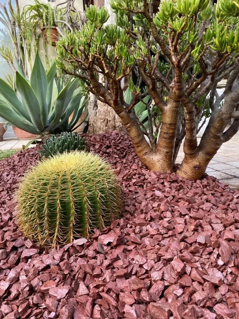 Granalla roja decorativa con cactus y suculentas